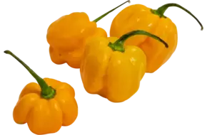 Madame jeanet pepers geel verpakt 250gr